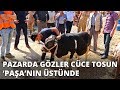 Cüce tosun 'Paşa' kurban pazarının ilgi odağı oldu