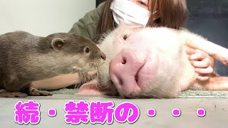 ミニブタの事が大好きなカワウソの行動が面白い【つくね&しゃもじ】