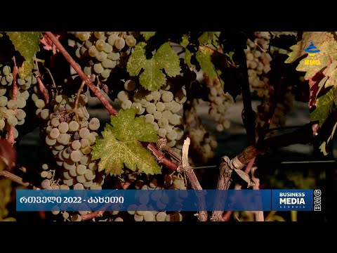 რთველი 2022 - კახეთი