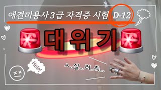 애견미용사 3급 시험 앞두고 찾아온 대위기🚨ㅣ시험 D-12 | 첫 타임어택 성공썰ㅣ그리고 병원행..?ㅣ아플 땐 ㄱㅇ치료