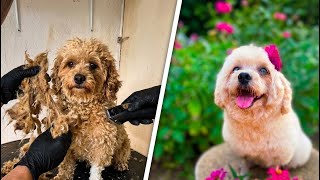This Poodle Was Severely Matted… Unbelievable Transformation Severely Matted Poodle Makeover