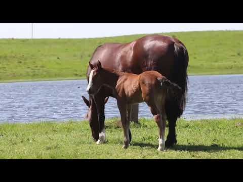 Lote 07   Quilero Aparecida