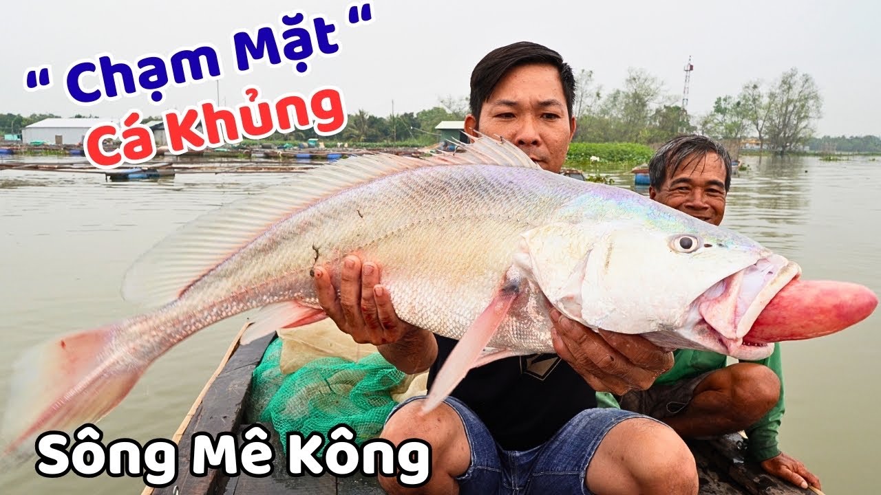 Mẻ Lưới Bội Thu toàn cá KHỦNG Trên sông Mê Kông | Dân Lục Tỉnh