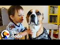 Dog With Wildest Zoomies Completely Transforms For His New Baby Bro | The Dodo