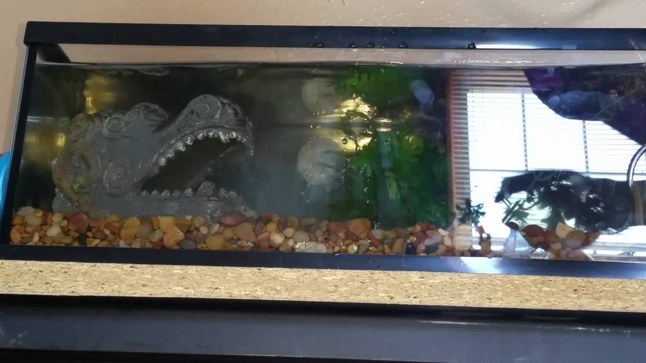 Using an air hose as a water syphon YouTube