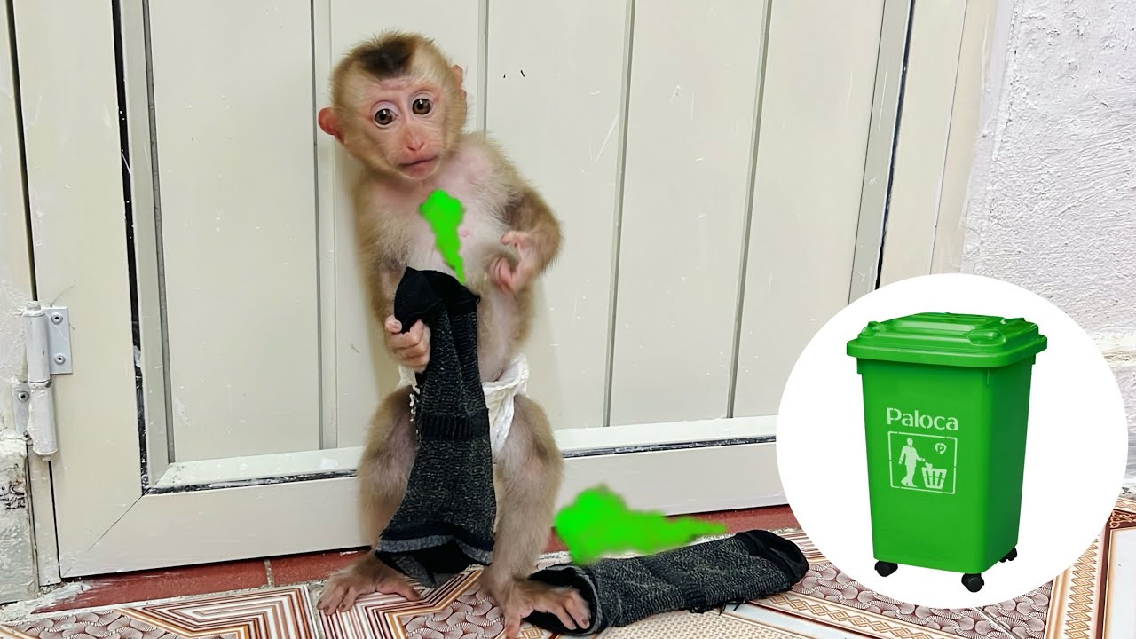 Baby monkey Tina found her mother's socks smelly so she threw them away ...