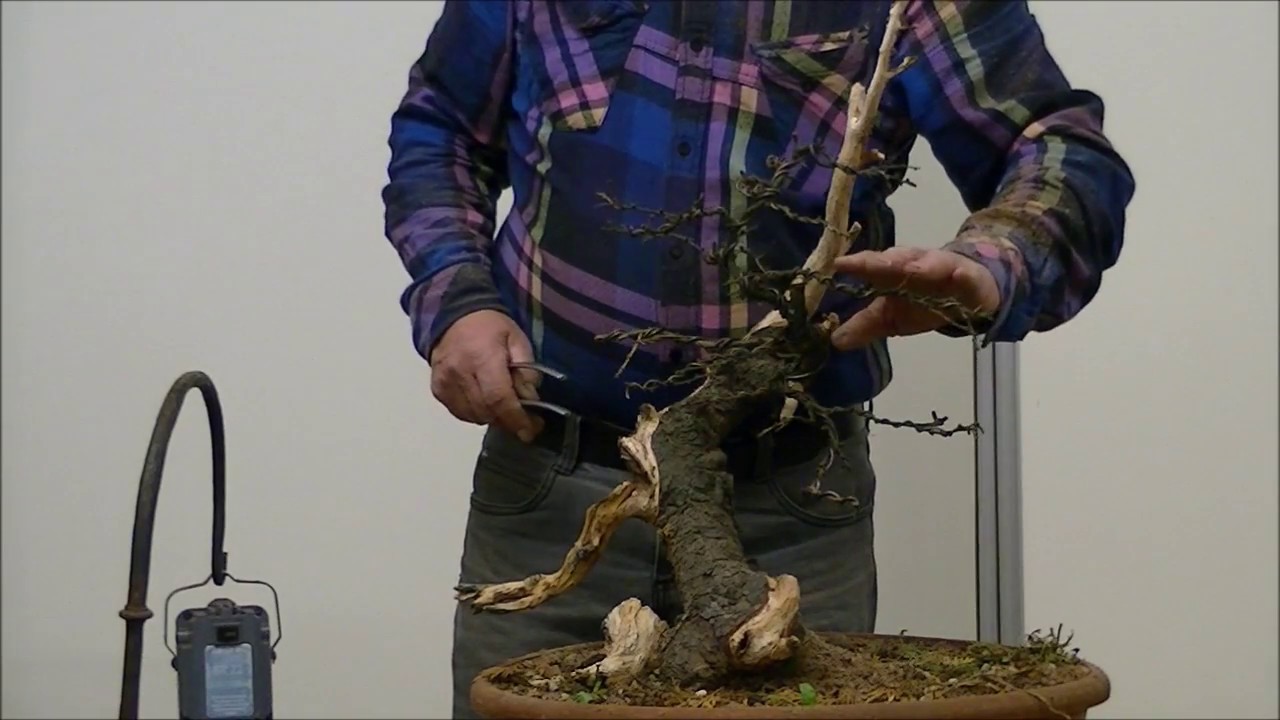 Demo Ruud Lagas op een Lariks decidua yamadori