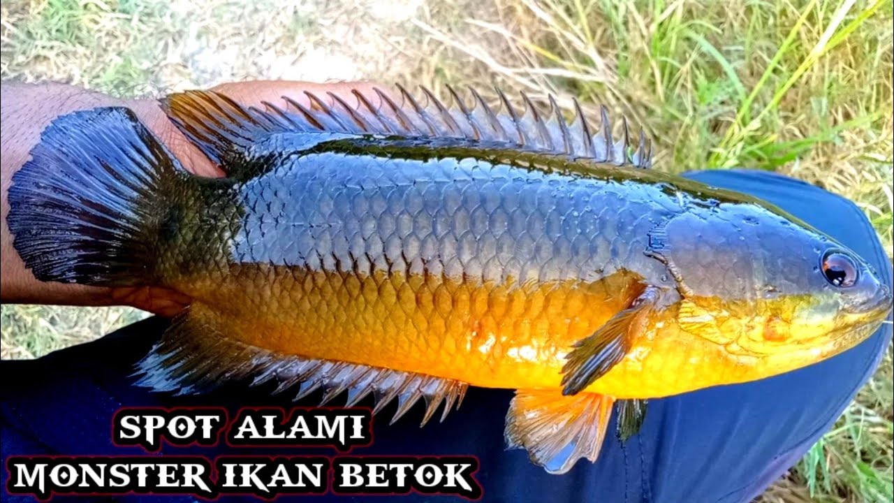 Temukan Spot Ikan Betok di Rawa Dangkal untuk Mancing Liar Seru Temukan Spot Ikan Betok di Rawa Dangkal untuk Mancing Liar Seru
