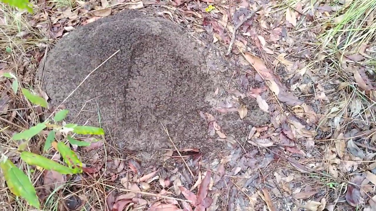 Springbrook Yowie Search