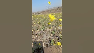 سورة العلق بصوت القارئ الشيخ أحمد العجمي #راحة_نفسية 😩🤍🌹