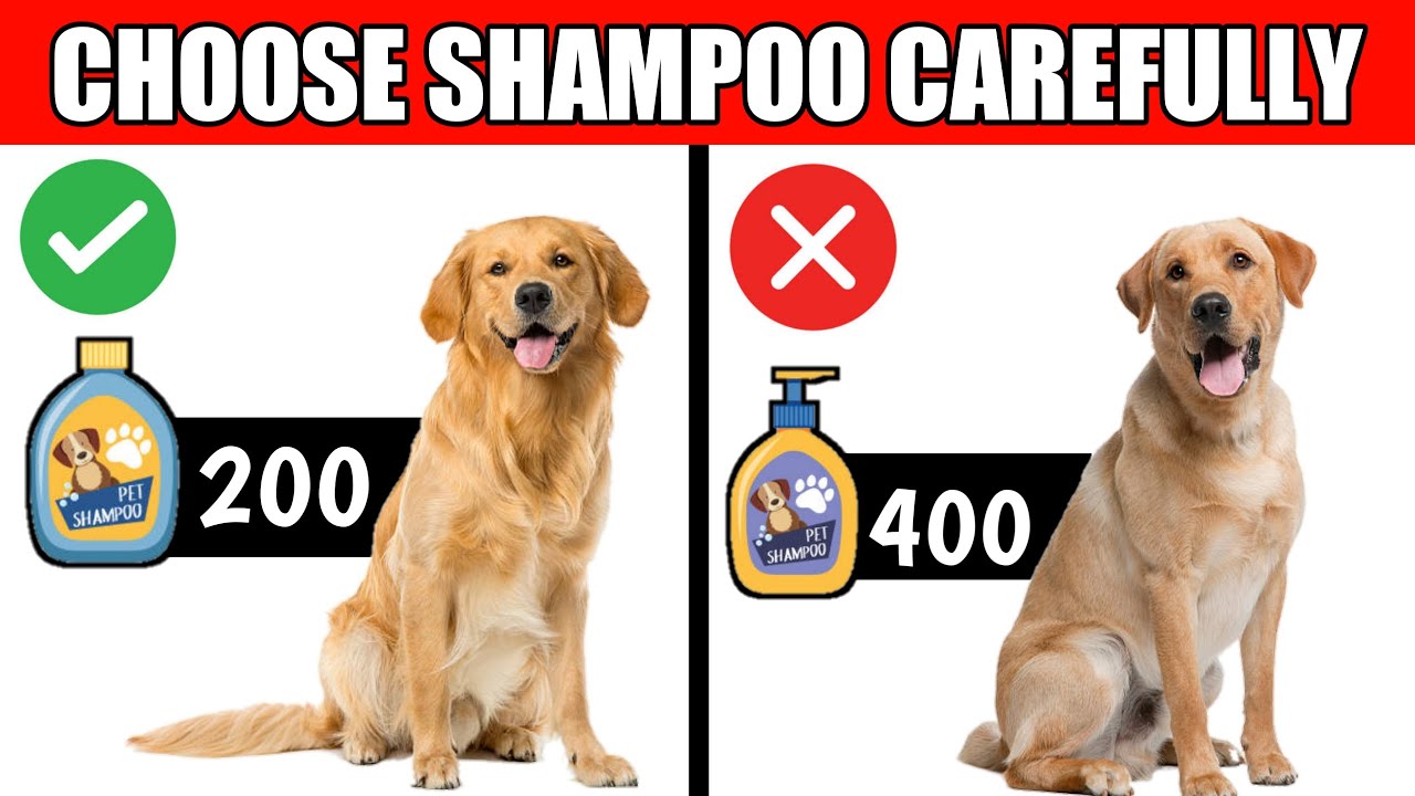 Melankoli hack Thrust Choose a Right Shampoo For Dog / Which is the Best and Safest Dog Shampoo  🔥 - YouTube