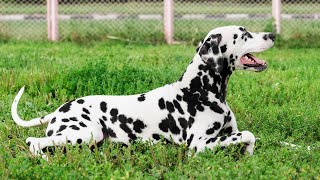 Can Dalmatians Be Trained for Agility Competitions?  How to Train Your Dalmatian for Success!