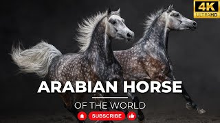 Arabian Horse | Animals Simple Videos | What have in Beauty of universe