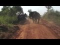 Elephant Attack