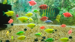 relaxing soft sounds Top 10 colourful fish with nature sounds to relax body and mind screenshot 4