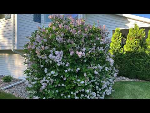 Video: What Is A Dwarf Lilac Tree: Types Of Dwarf Lilacs For The Landscape