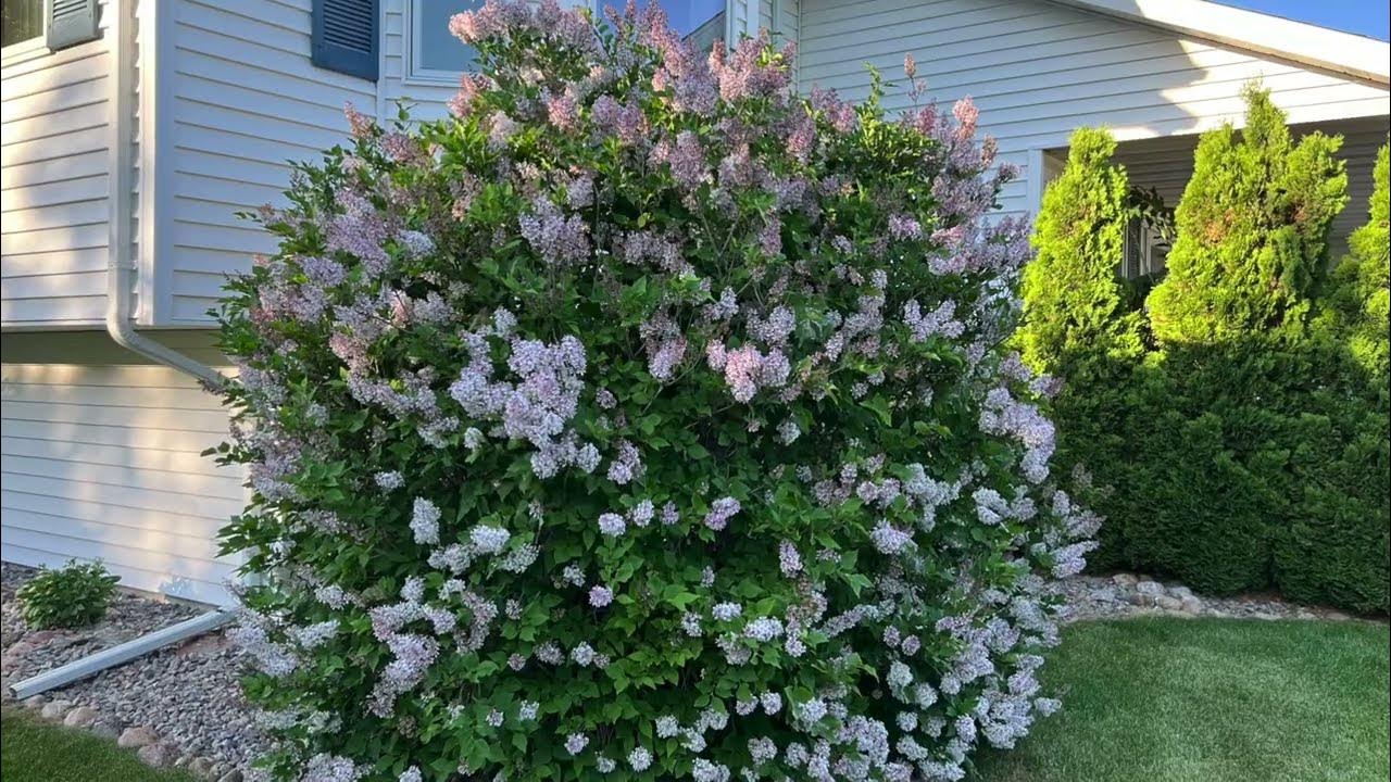 Three great lilacs for your garden miss kim bloomerang and dwarf