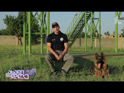 #ახალიდღე ძაღლები კრიმინალურ სამსახურში