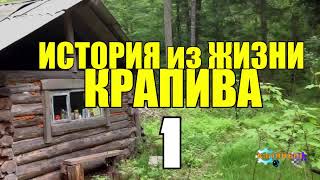 ИСТОРИИ из ЖИЗНИ РАССКАЗЫ ЛЕСНИКА ЖИЗНЬ МЕДВЕДИ ВОЛКИ в ЛЕСУ СЕРИАЛ ВСЕ СЕРИИ