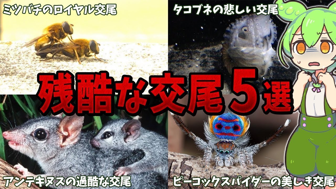 生物の謎７選！子孫を残すための繁殖戦略！生物たちの残酷な交尾５選【総集編】