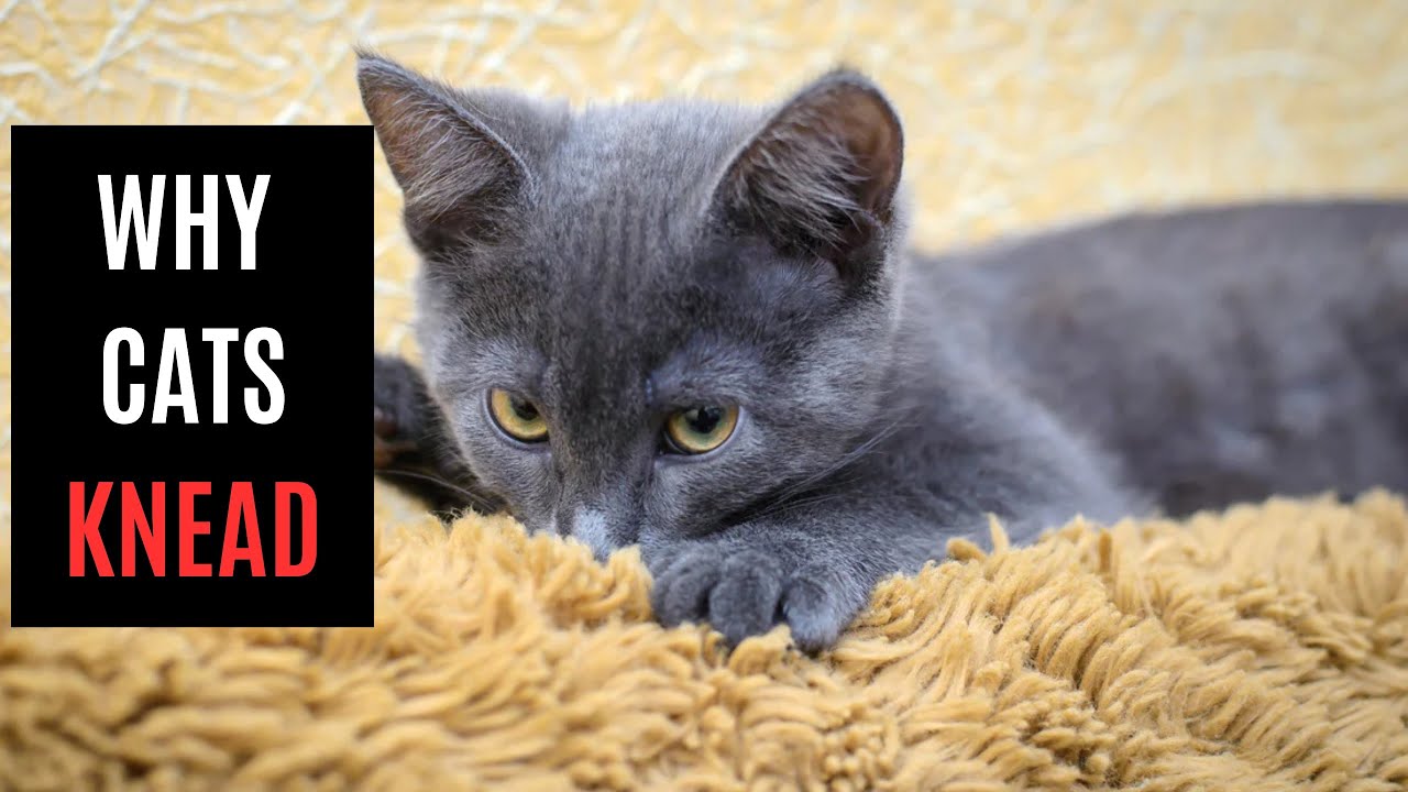 Discover the Mysterious Reasons Why Your Cat KNEADS