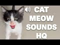 Scientifically proven  meows to make your cat react  kitten