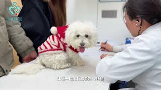 Discover Zhoukou's Favourite Pet Hospital: Kai Kai Pet Hospital at Wenchang Wanda