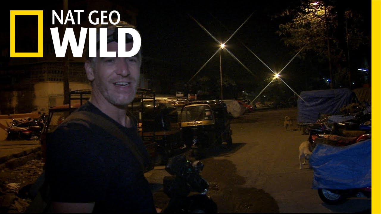nat geo wild logo Urban Leopard Search | Maneater Manhunt
