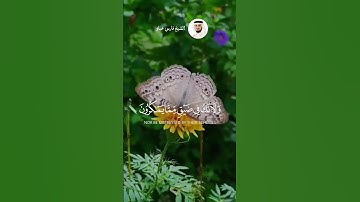 الشيخ فارس عباد  #اكسبلور #قرآن #explore #قران_راحة_نفسية #لايك #سورة_النحل  #قران_كريم