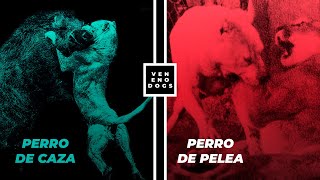 ¿Será que el Perro de Pelea Cordobés era mejor que el Dogo Argentino? by VENENO 25,978 views 3 years ago 5 minutes, 7 seconds