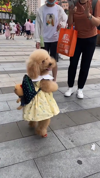 Anjing ini berjalan seperti gadis kecil🤯😍.. #shorts