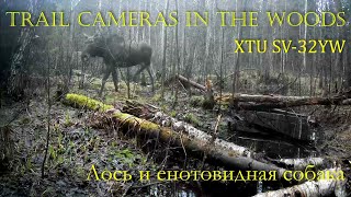 Проверяем фотоловушку XTU SV-32YW: Лось и енотовидная собака