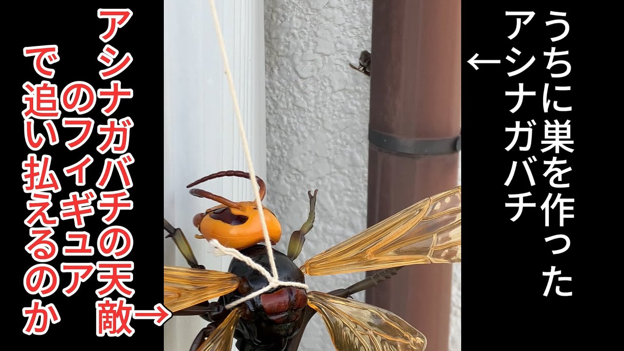 天敵のおもちゃでもハチは追い払えるんじゃね？【検証】いきもの大図鑑