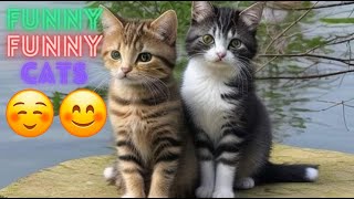 Funniest Cat Videos In The World Funny Cat Videos On Youtube Funny Cat Videos Compilation50