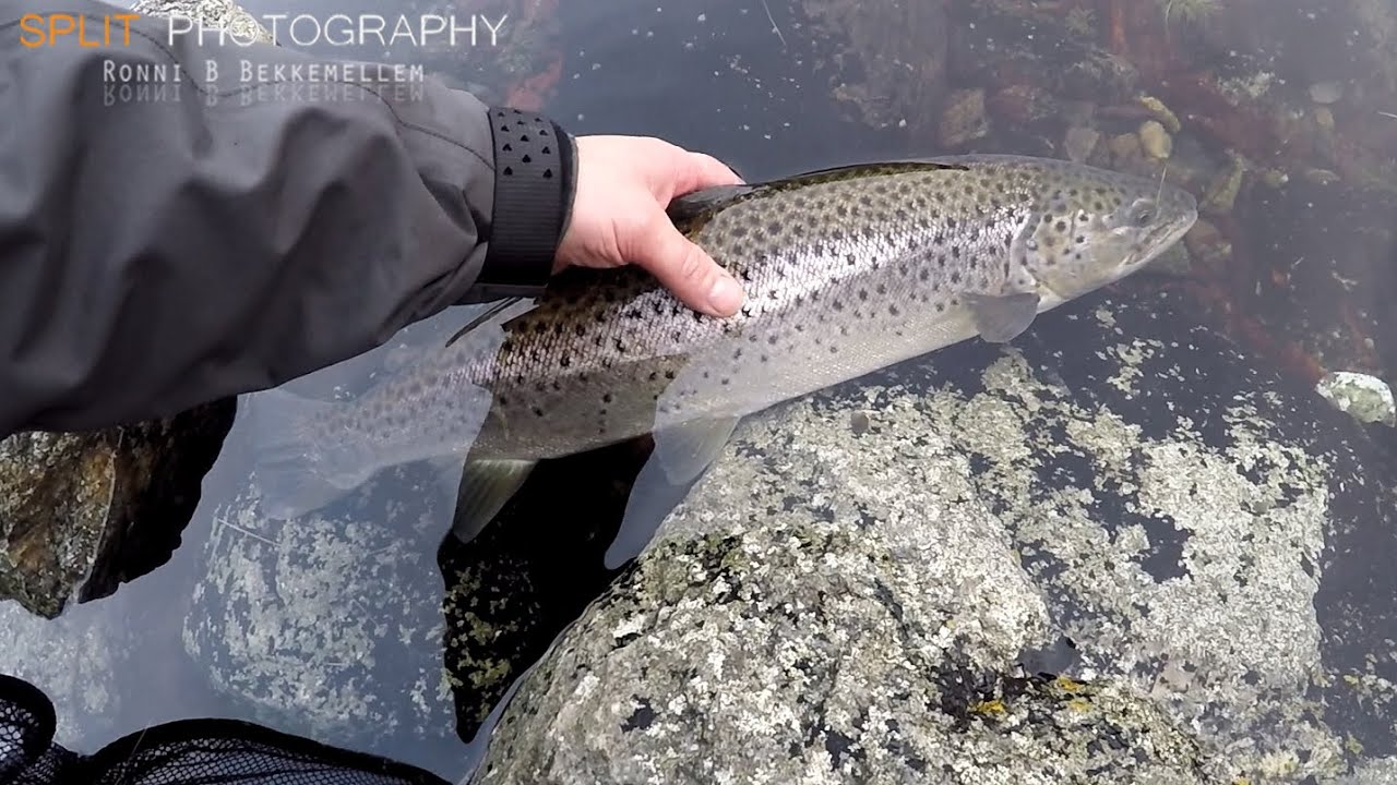 Sea Trout - Catch & Release