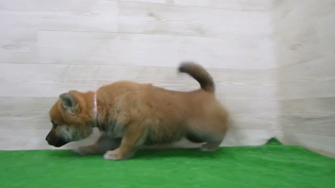 Coo&RIKU No.00756144 柴犬 - YouTube
