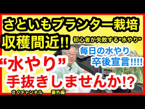 さといもプランター栽培 水やり3 1戦術公開 毎日の水やり大変ですよね この暑い時期は手抜きで家庭菜園を楽しみましょう さくチャンネル番外編 園芸 初心者 ガーデニング 家庭菜園 Youtube