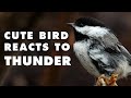 Mama Bird Gets a Fright from Thunder | Cute Chickadee Behavior