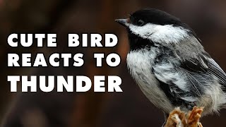 Mama Bird Gets a Fright from Thunder | Cute Chickadee Behavior by Lesley the Bird Nerd 41,732 views 9 months ago 31 seconds