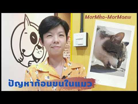 ปัญหาก้อนขนในแมว ( Hairball in cat ) สาเหตุ อาการ และการจัดการ #สัตวแพทย์ #vet