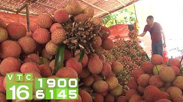 Vải thiều Lục Ngạn sốt giá, tăng mạnh 50.000 đồng/kg | VTC16