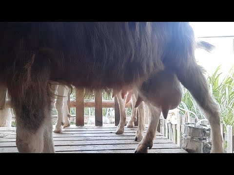 Vídeo: Criação De Cabras No Inverno