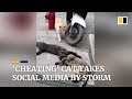 ‘Cheating’ cat takes Chinese social media by storm