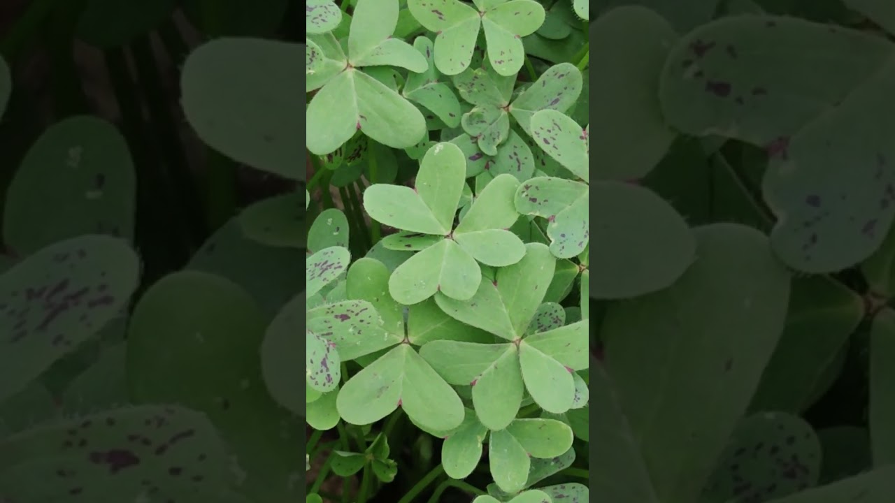 Luck Is A Cluster of Hearts