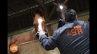 La Spa Sauve Les Chevaux Du Haras De Villemaur-Sur-Vanne 10