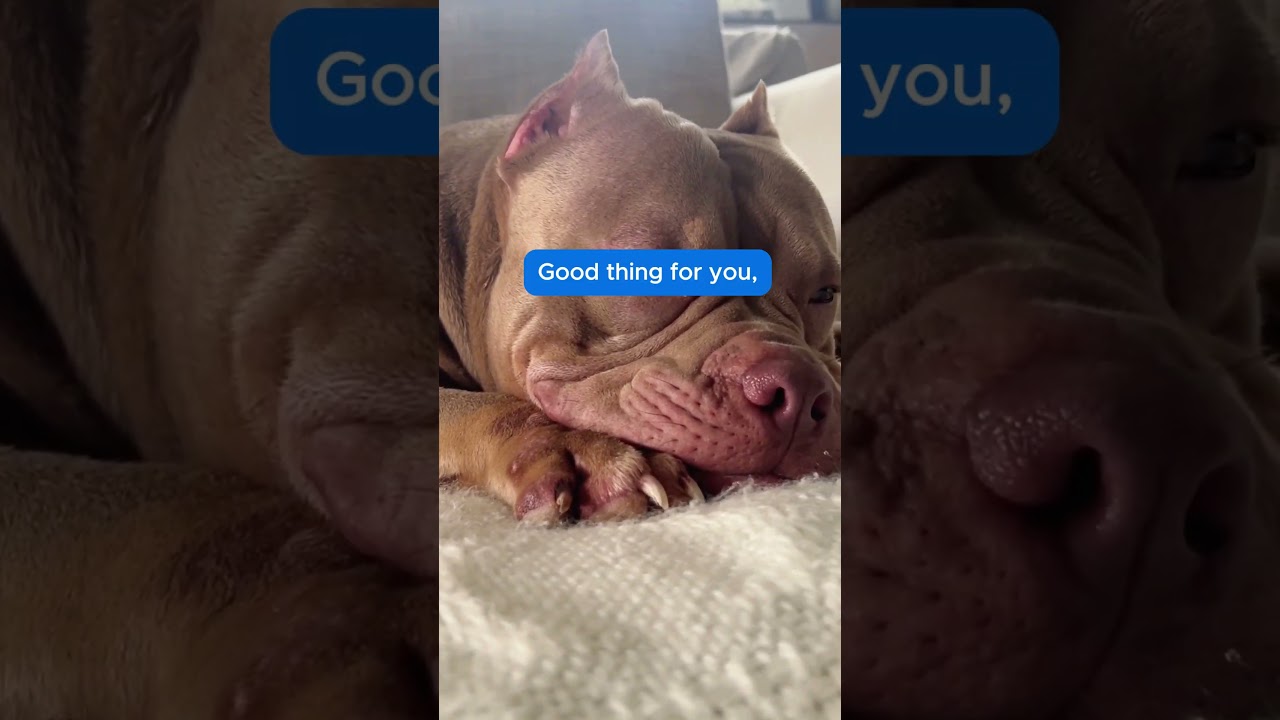 Many dog owners face the issue their furry friends constantly itching