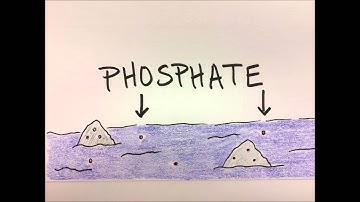 The Phosphorus Cycle