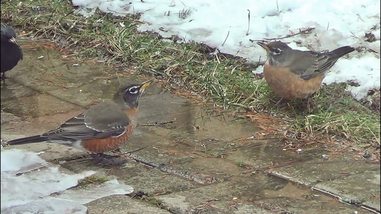 Robins Quick Garden Pitstop - YouTube