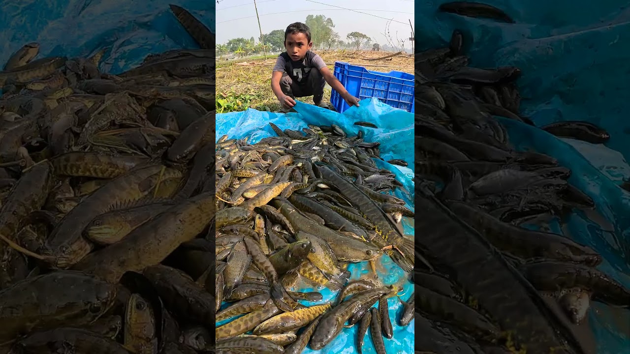 Big Shol Fish from Beel 😲🐟 