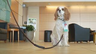 Essentia Health seeks volunteer therapy pet teams